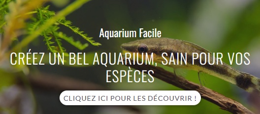 aquarium facile Léon Barbot